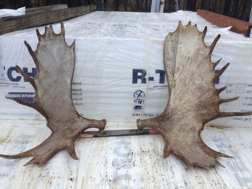 60'' Alaska Moose antlers for sale Forum